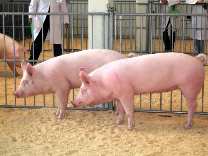 Assosuini: nel 2025 in calo i suini macellati in Italia