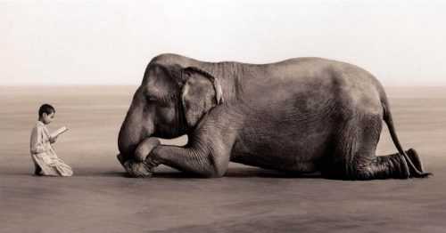 elefante elefante