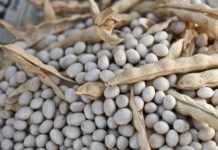 Zuppa di fagioli: un classico senza tempo