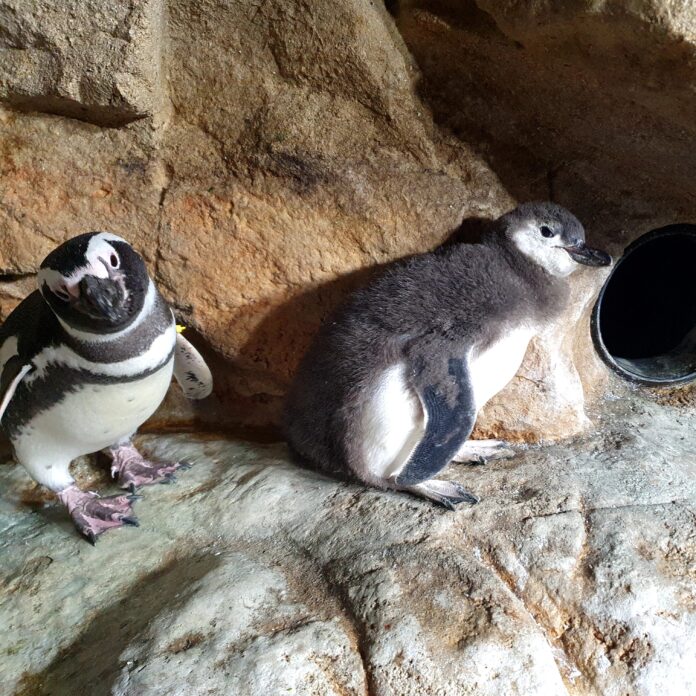 Pulcino di Magellano_agosto2021_123054_03