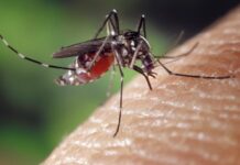 Un caso di West Nile a Bagno a Ripoli
