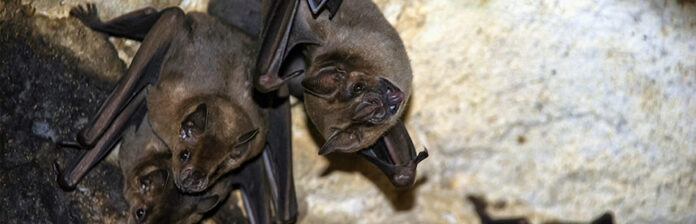pipistrelli