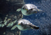 L’ACQUARIO DI GENOVA ACCENDE LA SERA