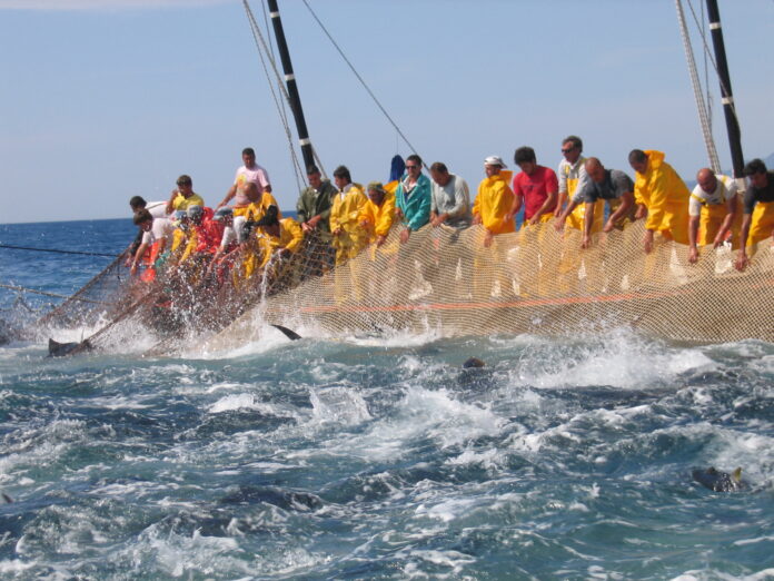 Tonnara Carloforte 1