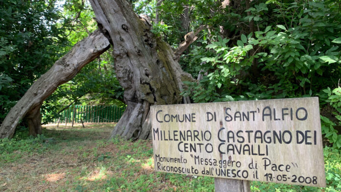 Albero Cento castagni4