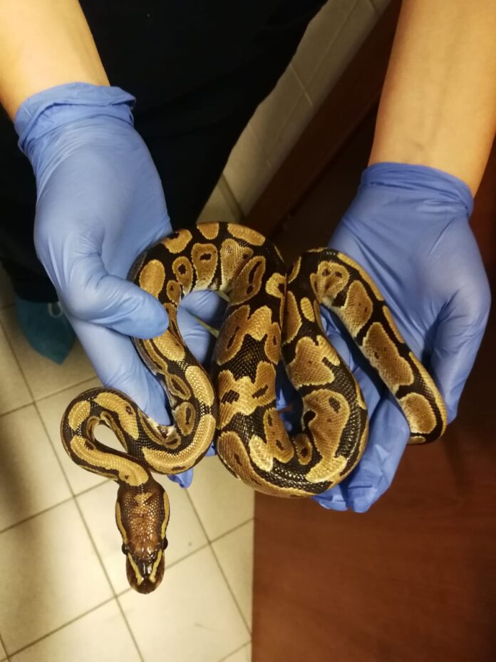 Pitone_Reale_Lanzo_01_10_2021_1