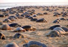 Ambiente, alle Seychelles la Giornata mondiale delle tartarughe