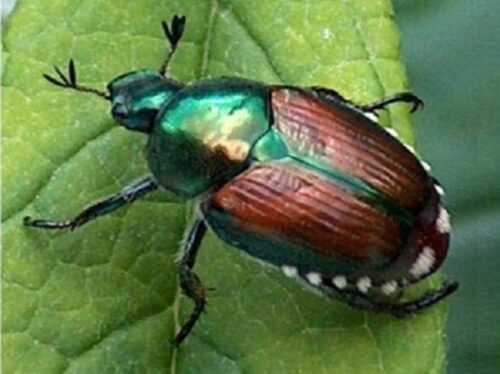 notizieinunclick popilia