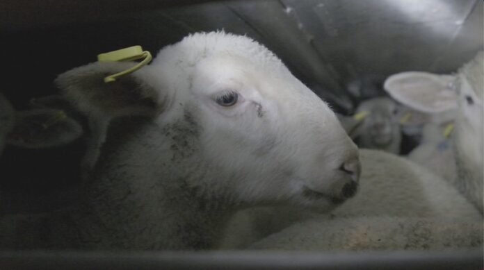 51763863937_7fb7210d59_c