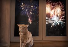 BOTTI DI CAPODANNO, CENTINAIA DI COMUNI ACCOLGONO L’APPELLO DEL CODACONS