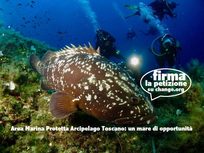 Area marina protetta Cingolani