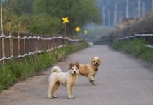 Pizzo (VV), cagnolina uccisa in spiaggia da un bagnante. OIPA: “Violenza da Medioevo”