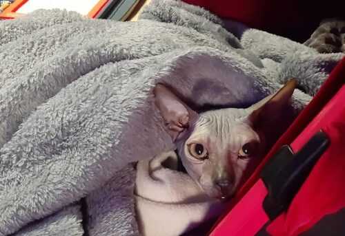 Pubblicata da Sava s Safe Haven_Aiuti ai confini_rifugiati con animali_2