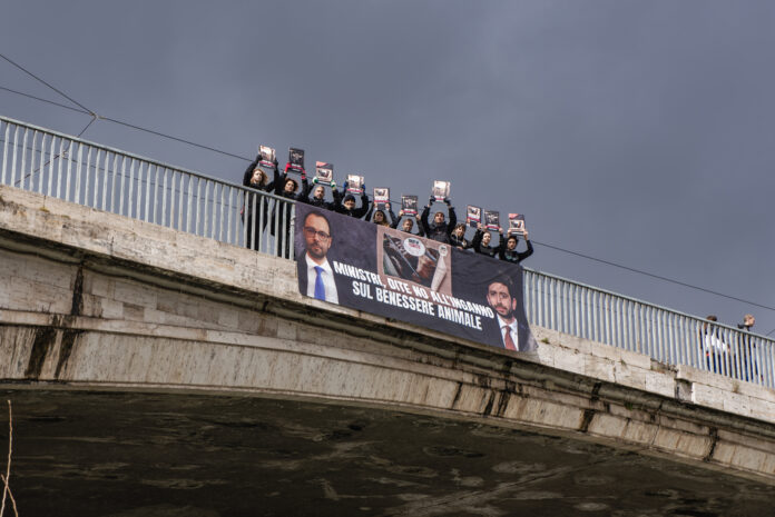 animal equality animal equality