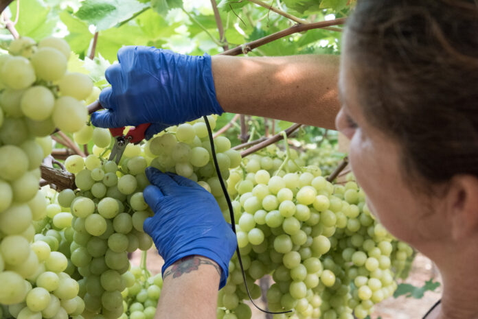 Braccianti_ Puglia @ActionAid