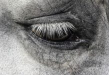 Pony ucciso ad Acate (RG), il colpevole condannato a 1 anno e 6 mesi di carcere