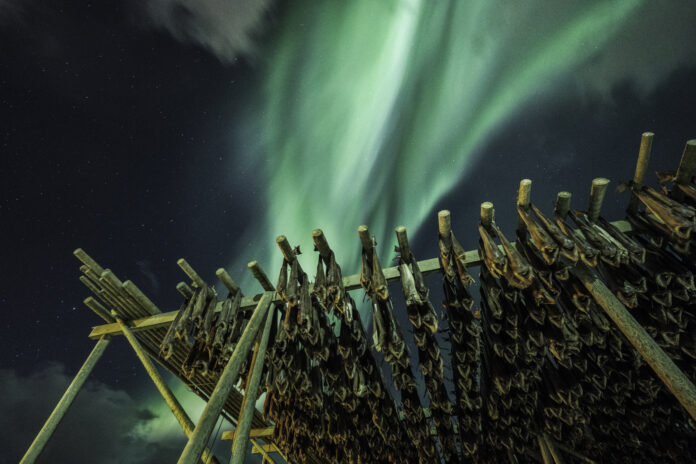 03_Valentina Tamborra_Skrei_credits Valentina Tamborra