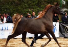 Nel macello dell’Emilia-Romagna sotto inchiesta, dozzine di equidi importati dall’estero