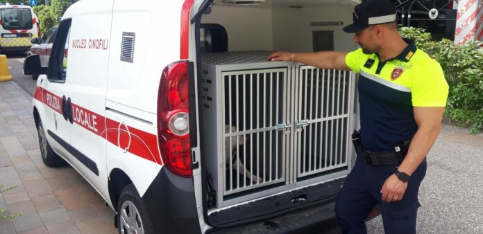 FOTO SEQUESTRO PITBULL