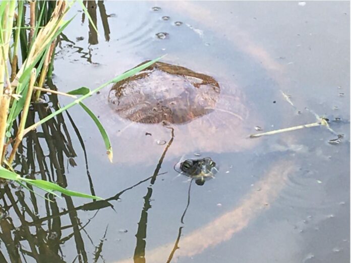 Testuggine palustre americana Mola 0