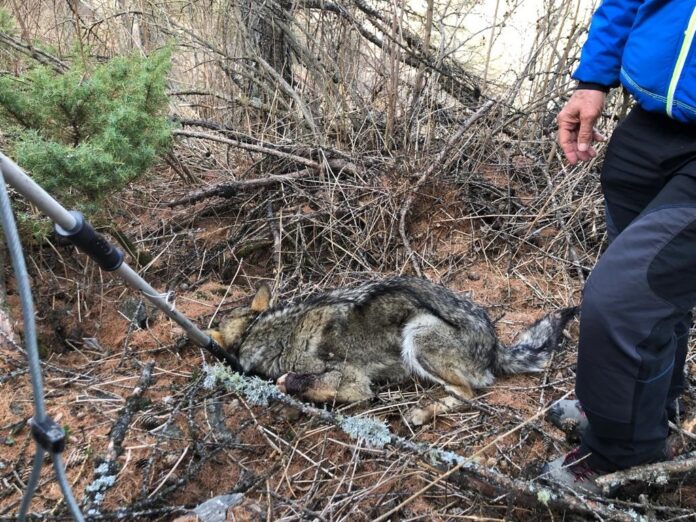 recupero_lupa_Val Troncea_29_04_2022_2