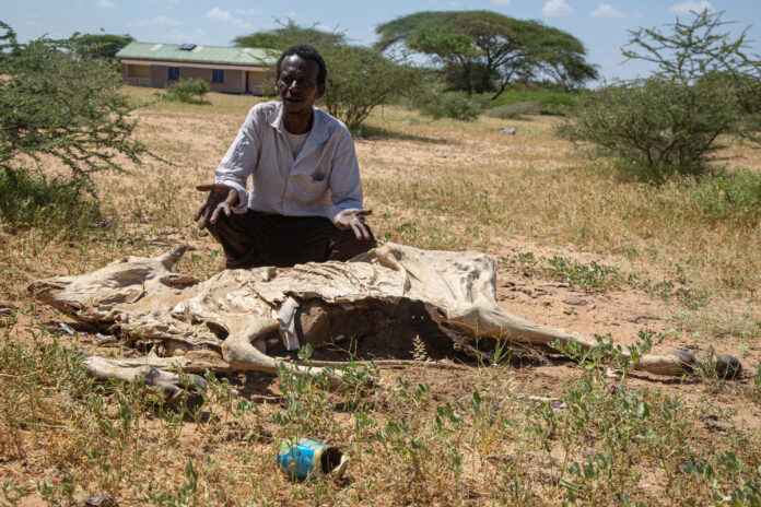 Sugow Abdullahi Abdi, Kenya agricoltore, accanto a uno dei suoi animali morti