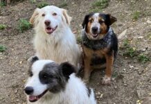 RIFUGI PER ANIMALI VALLACCHI (PD): “CON UN MIO ORDINE DEL GIORNO, LA REGIONE LOMBARDIA SOSTERRÀ LA GESTIONE”