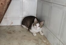 Come proteggere i nostri animali da caldo