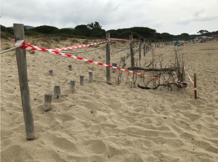 tartarughe marine troppo disturbate