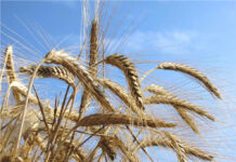 Cereali italiani, ad ora no tensioni sui prezzi all’ingrosso