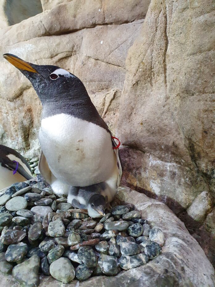 Pulcino Papua con mamma Rosi_20220713_121336