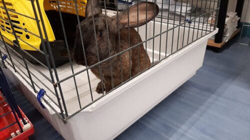 coniglio appena salvato per siti