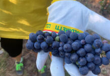 Vino, “Lambrusco a Palazzo”: il 9 e 10 maggio la decima edizione