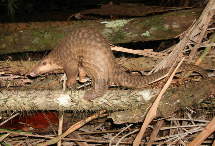 Pangolin_borneo