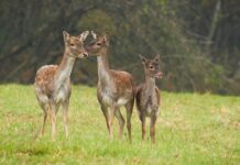 Sanità animale: missione istituzionale a Bruxelles dell’Assessore Marzi accompagnato dalla Veterinaria regionale Enrica Muraro