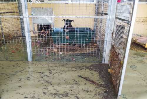 foto alluvione per siti