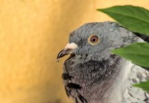 Reti anti-piccioni: accordo tra la Basilica di Sant’Antonio a Padova e l’OIPA per la tutela degli animali e del patrimonio monumentale