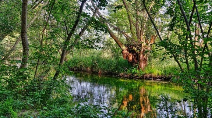 vegetazione-fluviale