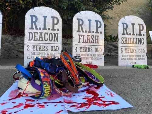 Iditarod lapidi cani