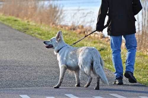cane passeggio