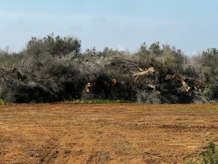 eradicazioni xylella 2