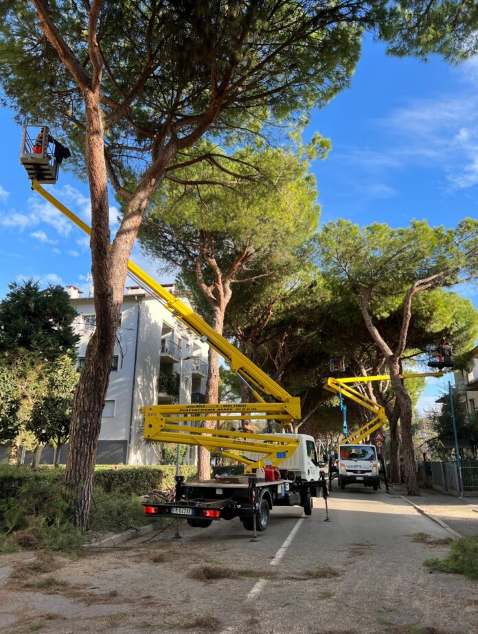 Potature marzo 2023 geat alberi riccione taglio piante (2)