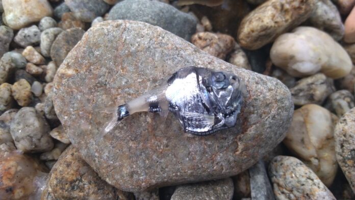 Un pesce abissale dello Stretto - il pesce accetta d'argento