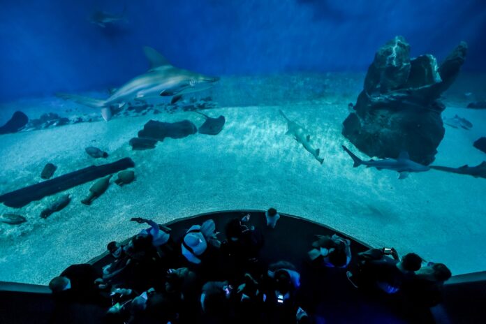 Vasca squali_ph Cristina Corti