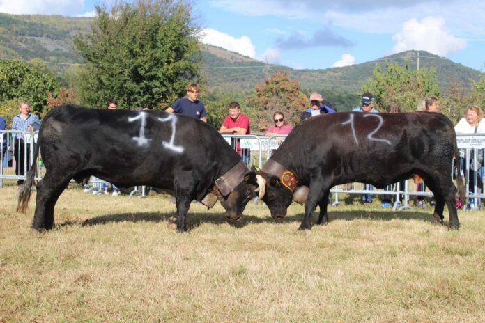 confronti_Reines_repertorio_1