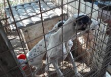 Sei anni, nessuna legge: scienziati e veterinari chiedono alla Commissione europea di agire