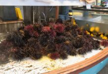 Sequestro ricci di mare a Mattinata