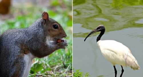 scoiattolo e ibis