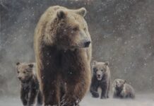 L’orso bruno non dorme più: l’allarme che arriva dagli Appennini