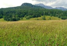 Riccione approva il Piano per la sostenibilità: 33 azioni per la transizione ecologica-ambientale e la Bandiera Blu 2026